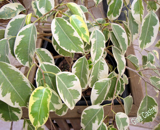 Ficus benjamim variegata