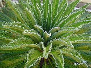 Cica (Cycas revoluta)