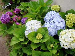 Hortênsia (Hydrangea macrophylla)