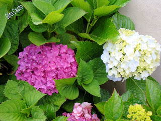 Hortênsia (Hydrangea macrophylla