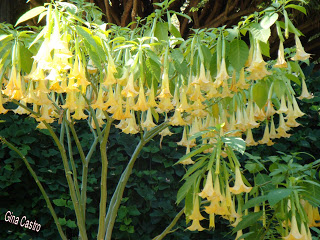 Trombeta-de-anjo (Brigmansia suaveolens)