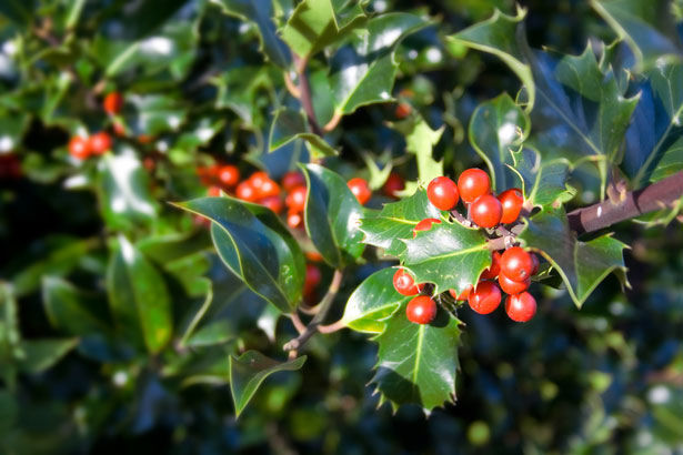 Azevinho (Ilex cornuta)