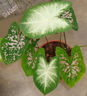 Coração-de-jesus (Caladium bicolor)