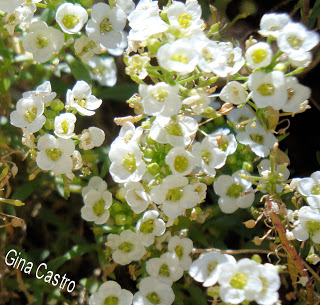 Flor-de-mel (Loburaria maritima)