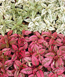 Mil cores (Hypoestes phyllostachya)