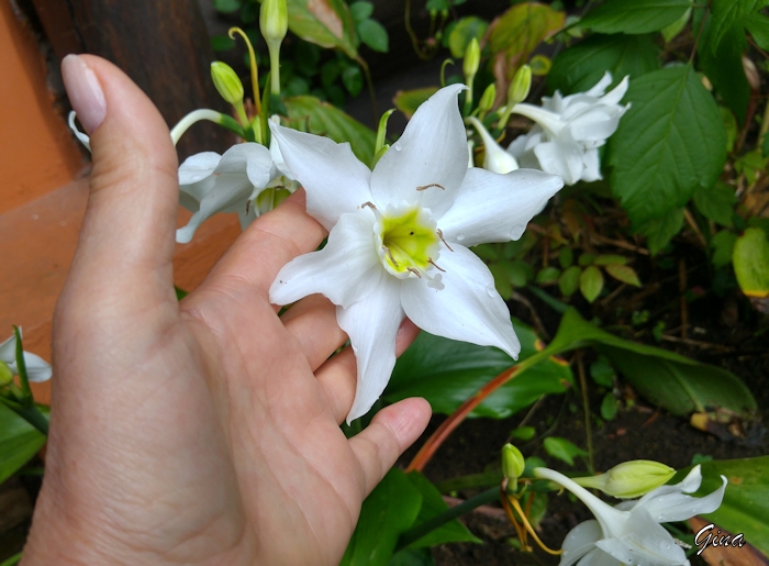 Lírio-do-amazonas (Eucharis grandiflora)