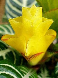 Aphelandra squarrosa