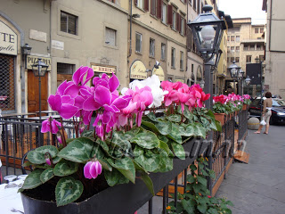 Cyclamen persicum na Piazza della Signoria
