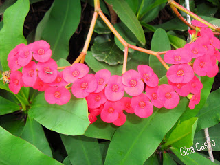 Euphorbia milii