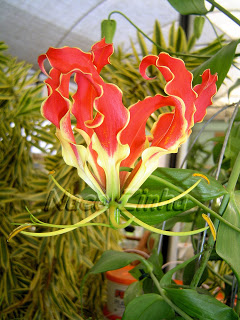 Gloriosa rothschildiana