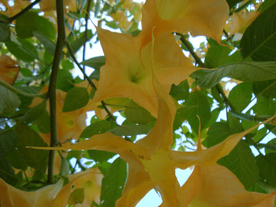 Zabumba (Brugmansia suveolens)