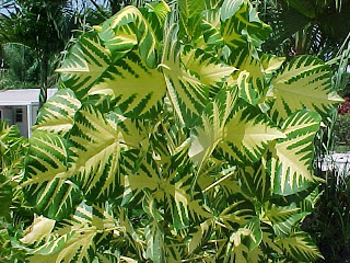 Brasileirinho (Erythrina indica picta)