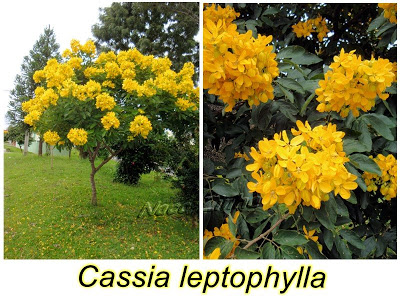 Cassia leptophylla