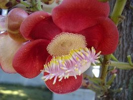 Couroupita guianensis