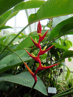 Heliconia velloziana