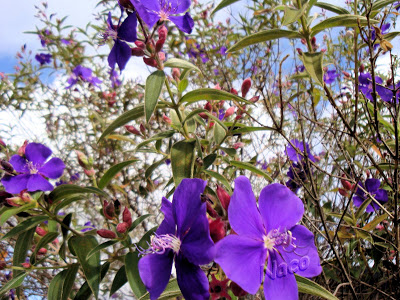 Tibouchina moricandiana baill