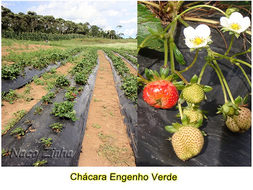 Chácara Engenho Verde - Circuito Italiano de Colombo (PR)