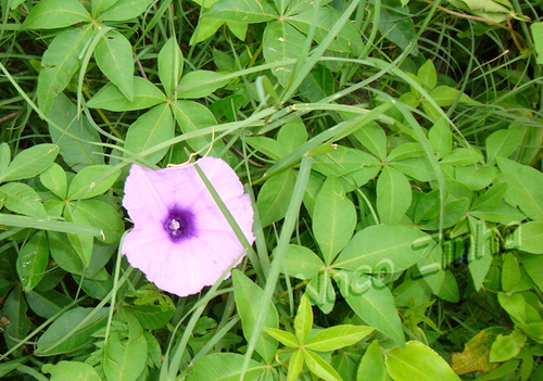 Corda-de-viola (Ipomea cairica)