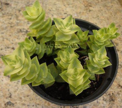 Crassula perforata variegata