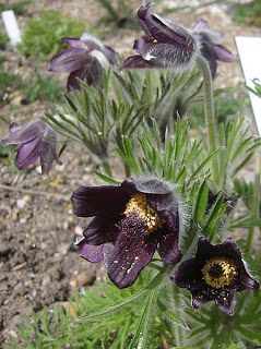 Flor-de-páscoa (Pulsatilla nigricans)