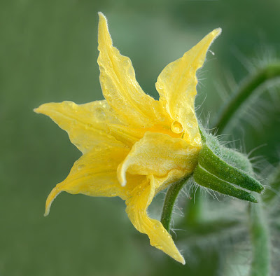 Flor do tomate