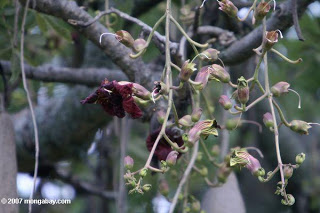 Árvore-da-salsicha