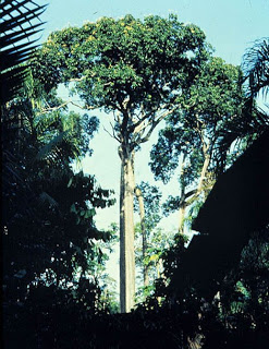 castanha-do-brasil (Bertholletia excelsa)