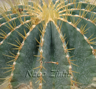 Cadeira-de-sogra (Echinocactus grusonii)