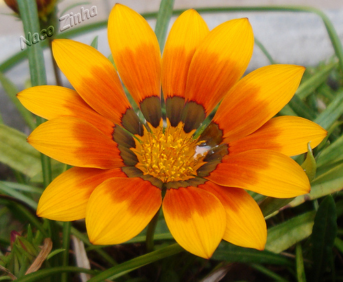 Gazânia (Gazania rigens)