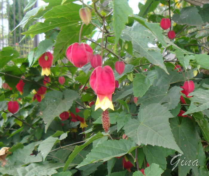 Abutilon megapotamicum