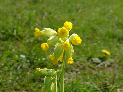 Erva-pedro (Primula veris)