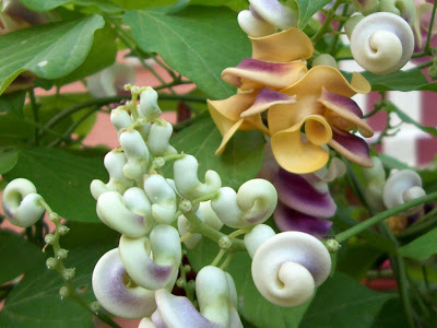 Flor-concha (Vigna caracalla)