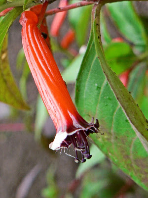 Flor-de-santo-antônio (Cuphea ignea)