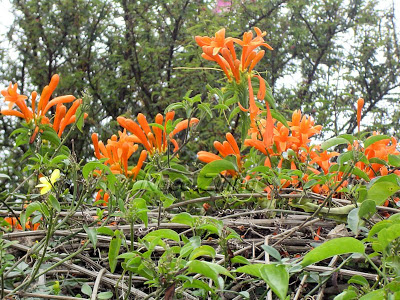 Flor-de-são-joão (Pyrostegia venusta)