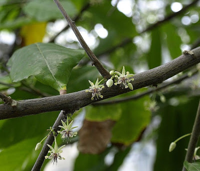 Flor do cacau