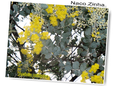 Acácia mimosa (Acacia podalyriifolia)