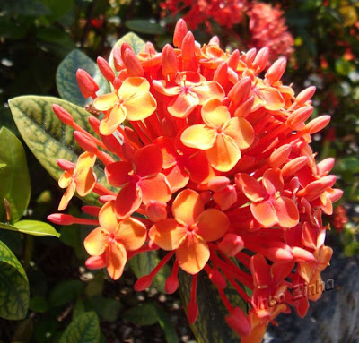 Alfinete (Ixora chinensis)