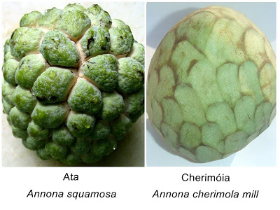 Ata e Cherimoia