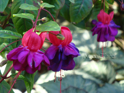 Brinco-de-princesa (Fuchsia hybrida)