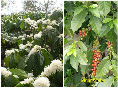 Café (Coffea arabica)