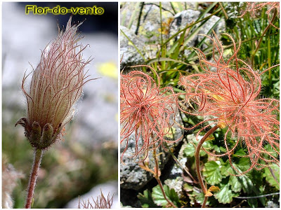 Flor-do-vento (Fryas octopetala)