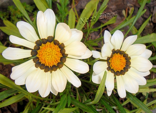 Gazânia (Gazania rigens)