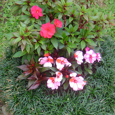 Beijo pintado (Impatiens hawkeri)