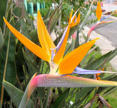 Flor-da-rainha (Strelitzia reginae)