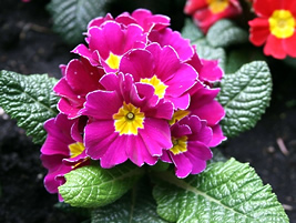 Primula polyantha