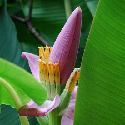 Bananeira-de-jardim (Musa ornata)