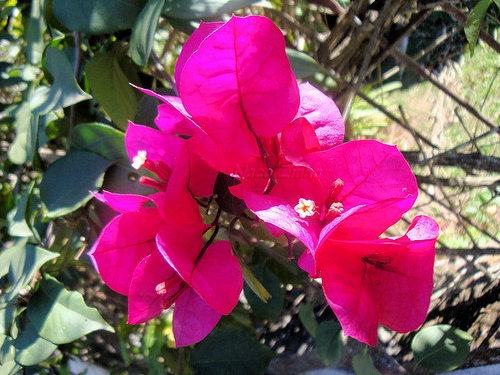 Bouganvillea