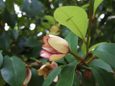 Michelia figo
