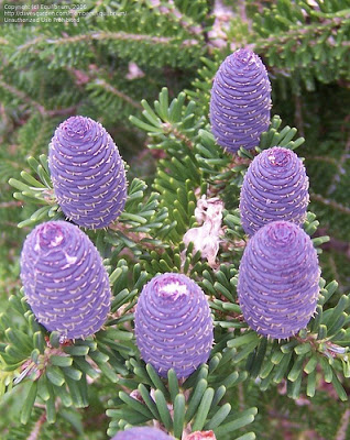 Abeto-da-coreia (Abies koreana)