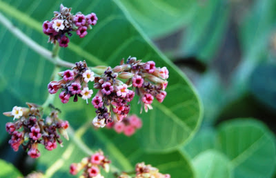 Cajuzinho-do-serrado (Anacardium humile)